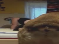dog fuck nice ass
